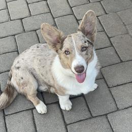 Demi - Cardigan Welsh Corgi
