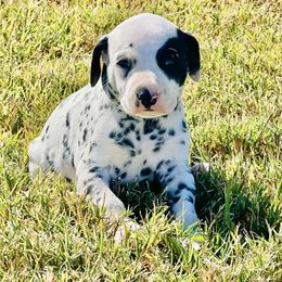 Benji - White and black male Dalmatian puppy in Mt. Vernon, Texas from Double B