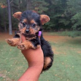 Girl3 - Black and gold female Yorkshire Terrier puppy in Louisburg, North Carolina from Nell’s Adorable Yorkshire’s