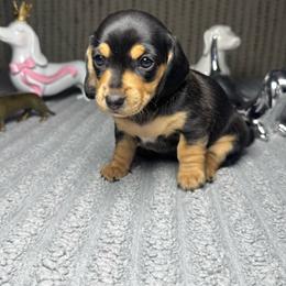 Shock - Black and tan female Dachshund puppy in Phoenix, Arizona from Casa MarCosta Dachshund