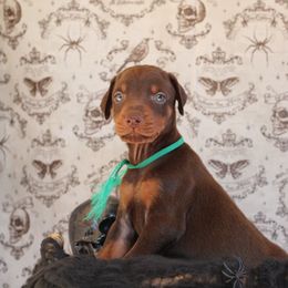 Boy 3 - Red and rust male Doberman Pinscher puppy in Williamston, Sc, South Carolina from Dutton Dog Co & Dalla Grazia Doberman