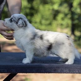 AKC Blue Merle Girl 1 - Blue merle female Border Collie puppy in Noble, Oklahoma from CheckItOut Border Collies