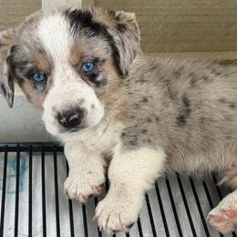 Rocket - Brindle merle and white male Cardigan Welsh Corgi puppy in Mishawaka, Indiana from Squires Corgi Cottage