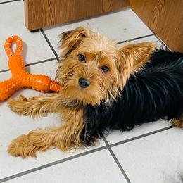Boy 1 - Black and gold male Yorkshire Terrier puppy in Marion, Indiana from Thomas Terriers