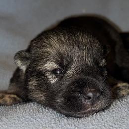 Wolf gray male - Gray and white male Siberian Husky puppy in Doswell, Virginia from Shinko Siberians