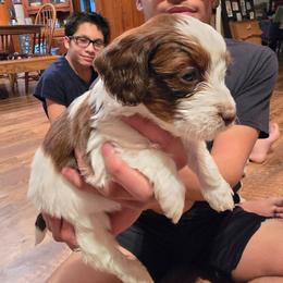 Male Chocolate and White - Chocolate and white male Havapoo puppy in Millersburg, Ohio from Rachelle's Havapoos