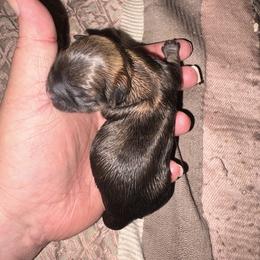 Clover - Brindle male Shih Tzu puppy in Mattoon, Illinois from Jenkins Tzu and Poo’s
