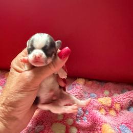 Jagger - Blue and white male Chihuahua puppy in Dime Box, Texas from Color Me Crazy Chihuahuas