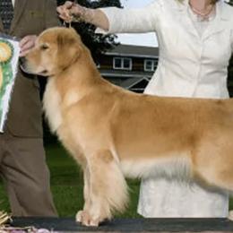 Golden Retrievers from Sandpiper Goldens