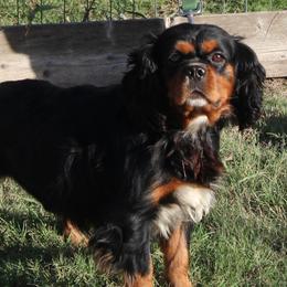 Bear - Cavalier King Charles Spaniel