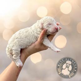 Luna - White female Poodle puppy in Spring Hills, Florida from The Olympus Standard Poodle