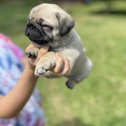French Bulldog and Pug Puppies from Prestige Southern Pugs and Frenchies