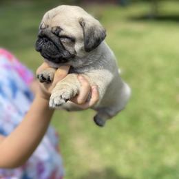 French Bulldog and Pug Puppies from Prestige Southern Pugs and Frenchies