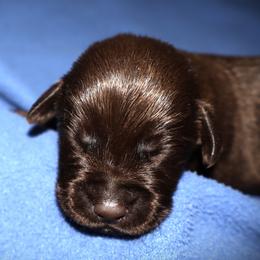 Lily - Chocolate female Labrador Retriever puppy in Camden, Indiana from Camden's Caring Canines