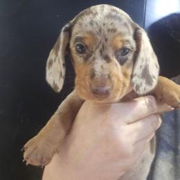 Agate - Dapple female Dachshund puppy in Bigfork, Minnesota from Long Ears and Long Dogs Ranch