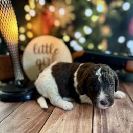 Chocolate Parti female - Chocolate female Labradoodle puppy in Kingston, Georgia from CC Familydoodles