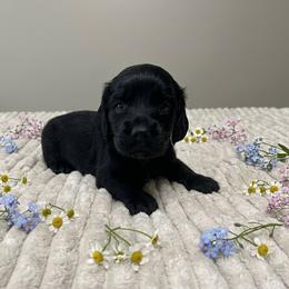 Zira - Black female Dachshund puppy in Sheridan, Arkansas from Farmhouse Dachshunds
