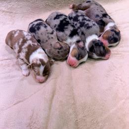 Yukon - Blue merle male Australian Shepherd puppy in Howardsville, Virginia from Spectacular Aussies and Cavaliers
