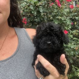 Poodle Puppies from Upper Echelon