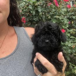 Poodle Puppies from Upper Echelon