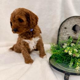 Tramp - Red and white male Cockapoo puppy in Preston, Idaho from Shaffer Top Notch Puppies