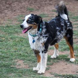 Toby - Blue merle male Miniature Australian Shepherd puppy in Lubbock, Texas from Texas Bluebonnet Herders
