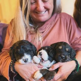 Bernedoodle, Goldendoodle, and Poodle Puppies from Elevated Standards NC