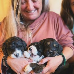 Bernedoodle, Goldendoodle, and Poodle Puppies from Elevated Standards NC