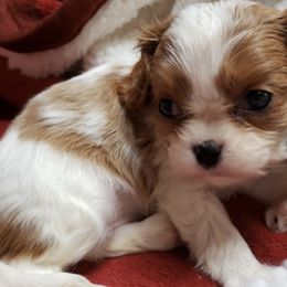 Cavalier King Charles Spaniel Puppies from The Heritage Garden
