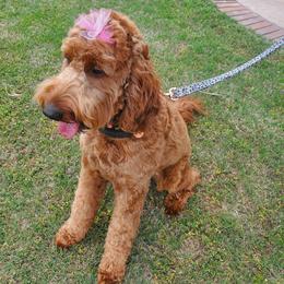 Lulu - Irish Doodle