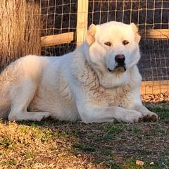 Luna - Armenian Gampr