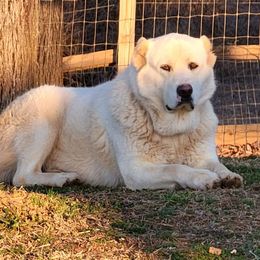 Luna - Armenian Gampr