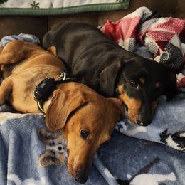 Dachshunds and French Bulldogs from Jessica Patrick