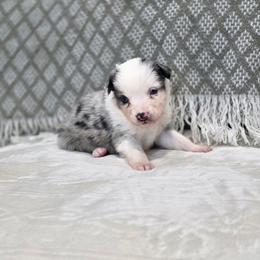 Emily - Blue merle female Miniature Australian Shepherd puppy in Killen, Alabama from Wilkers Wholehearted Mini Aussies