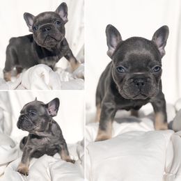 French Bulldog Puppies from Honey Bee Frenchies