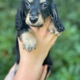 Black Cream - Black and cream male Dachshund puppy in Hudson, North Carolina from Foothills Precious Paws