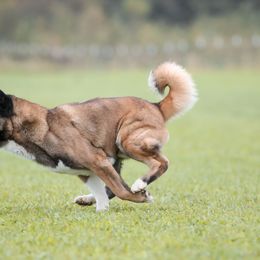 Akita All Grown Up from Firebrand Akitas