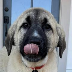 Anatolian Shepherd Dogs from Rolling Thunder Ranch