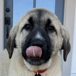 Anatolian Shepherd Dogs from Rolling Thunder Ranch