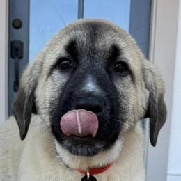 Anatolian Shepherd Dogs from Rolling Thunder Ranch