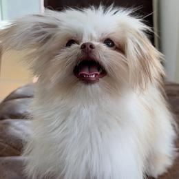 Alvin - White Mi-Ki puppy in Fort Myers Beach, Florida from Sunshine Mi-Ki's