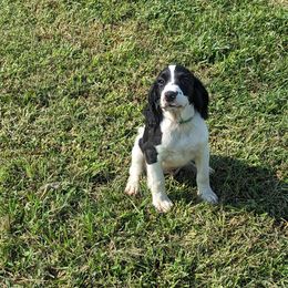 Boy 3 - Black and white male English Springer Spaniel puppy in Herington, Kansas from Sho-Me Springers