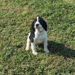 Boy 3 - Black and white male English Springer Spaniel puppy in Herington, Kansas from Sho-Me Springers