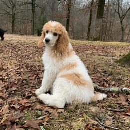 Tracker - Parti Poodle puppy in Toone, Tennessee from Big Springs Little Paws Standard Poodles