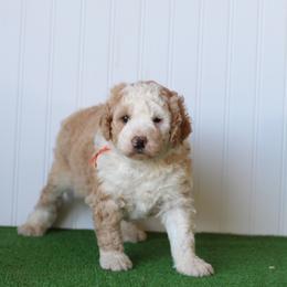 Sienna - Red female Bernedoodle puppy in Springtown, Texas from North Texas Puppies