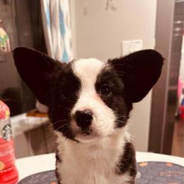 Joyce - Blue merle and white female Cardigan Welsh Corgi puppy in Des Plaines, Illinois from Ataraxis Cardigan Welsh Corgis