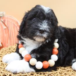 Fairy Godmother - Black and white female Bernedoodle puppy in Scottsville, Kentucky from Barren River Bernedoodles and Poodles