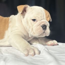 Bulldog Puppies from Anthony Manor Bulldogs