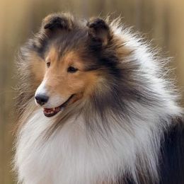 Evan - Shetland Sheepdog