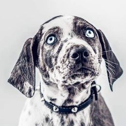 Catahoula Leopard Dogs from Hungry Valley Catahoulas